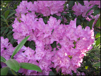 Purple flowers