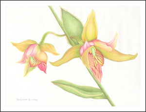 Stream Orchid