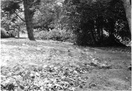 Fall Poem Bernie McCarron