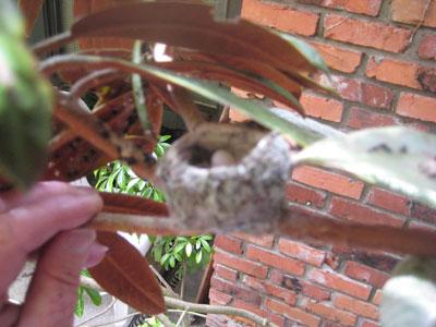 Hummingbird Nest